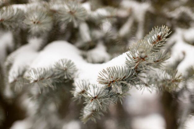 Scène d'hiver nature morte avec de la neige