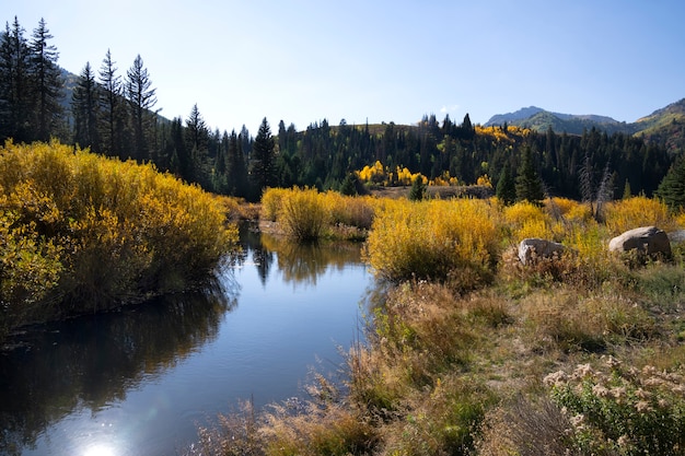 Photo gratuite scène nature de la végétation et de la flore des états-unis