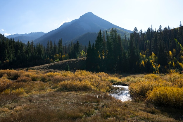 Photo gratuite scène nature de la végétation et de la flore des états-unis