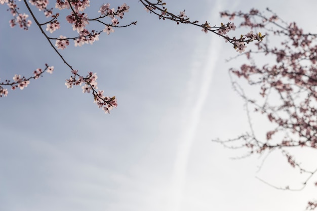 scène de printemps avec des branches fleuries