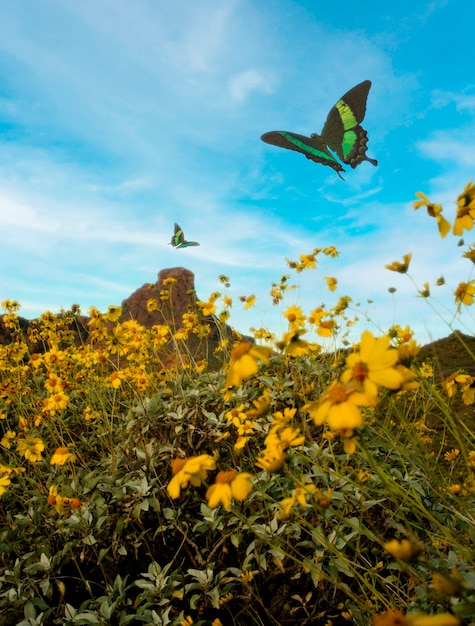 Scène de printemps avec fleurs et papillon