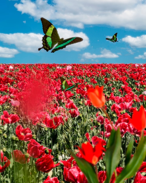 Scène de printemps avec fleurs et papillon