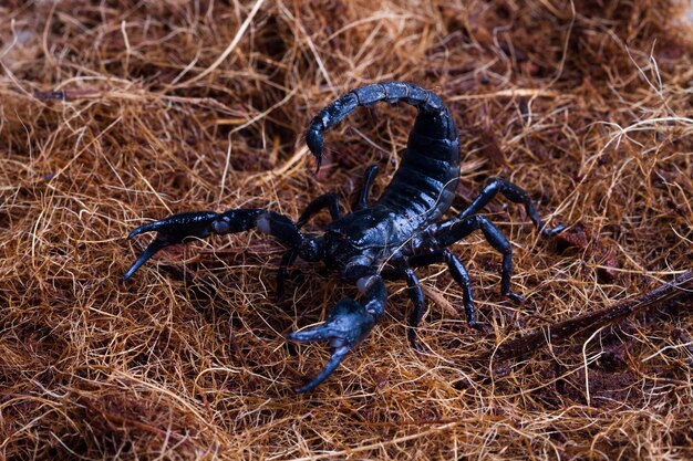 Le scorpion mâle attaque le scorpion de paille