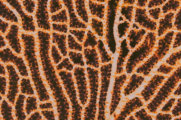 Seafan texture en orange