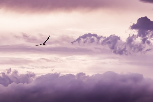 Seagull volant avec des nuages ​​de fond