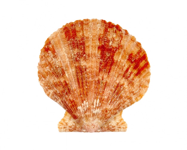 Photo gratuite seashell