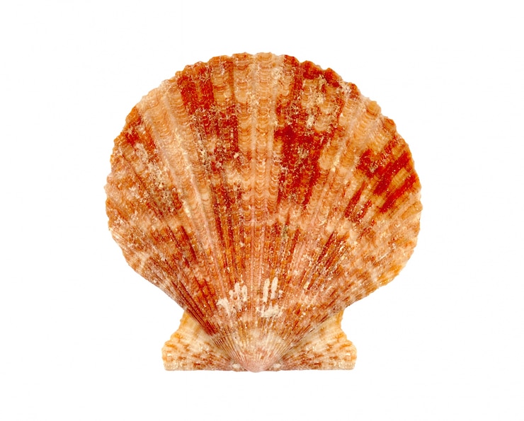 Photo gratuit seashell