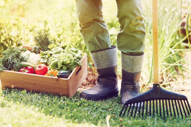 Photo gratuite la section basse du fermier masculin avec boîte à légumes