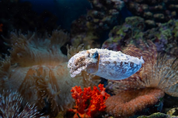 La seiche commune nageant sur le fond marin parmi les récifs coralliens en gros plan