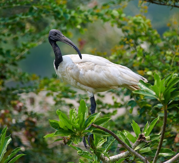 Sélectif d'ibis à bec noir dans la verdure