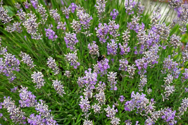 Selective focus shot d'un bourdon se nourrissant de fleurs de Salvia lavanduloides