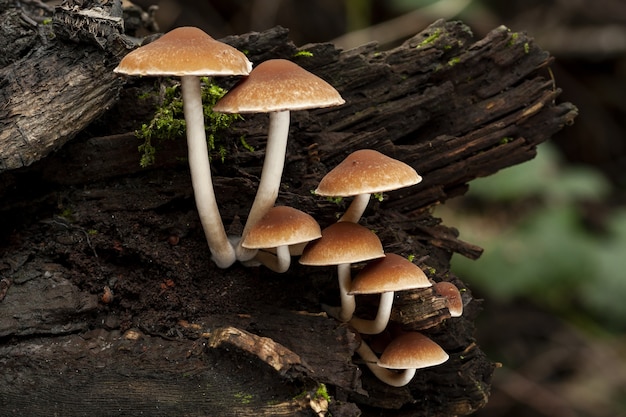 Selective focus shot d'un Psathyrella piluliformis poussant sur un tronc d'arbre mort