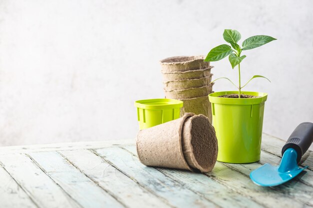 Semis dans des pots en plastique vert