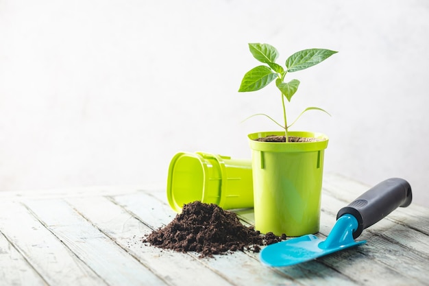 Semis dans des pots en plastique vert