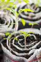 Photo gratuite semis de tomate. jeunes plants en cellules plastiques, jardinage biologique