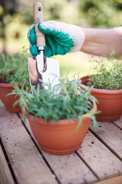 Senior homme travaillant dans le domaine avec des plantes