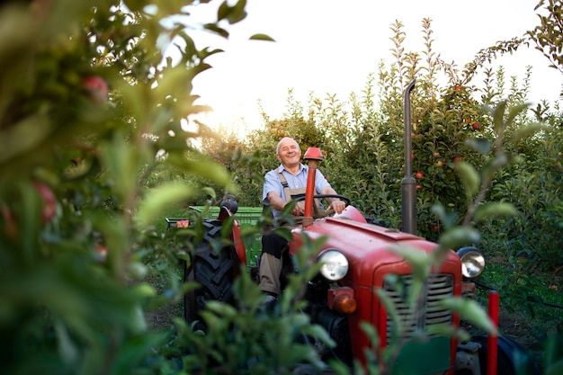 Senior man farmer conduisant sa vieille machine de tracteur de style rétro à travers le verger de pommes