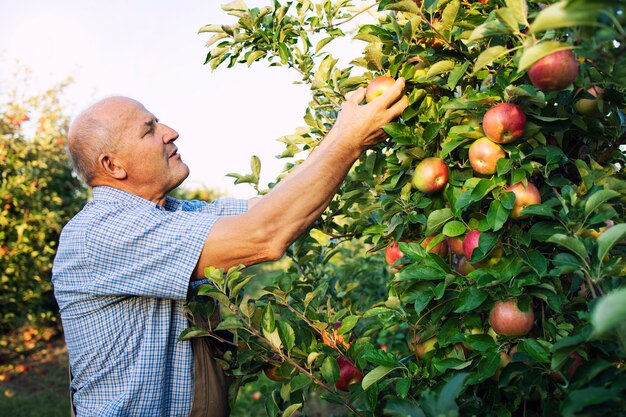 Senior man worker ramasser des pommes dans un verger fruitier