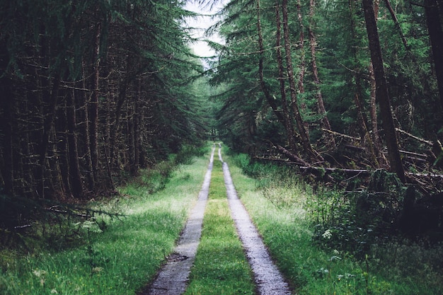 Sentier au milieu d'une forêt pleine de différents types de plantes vertes