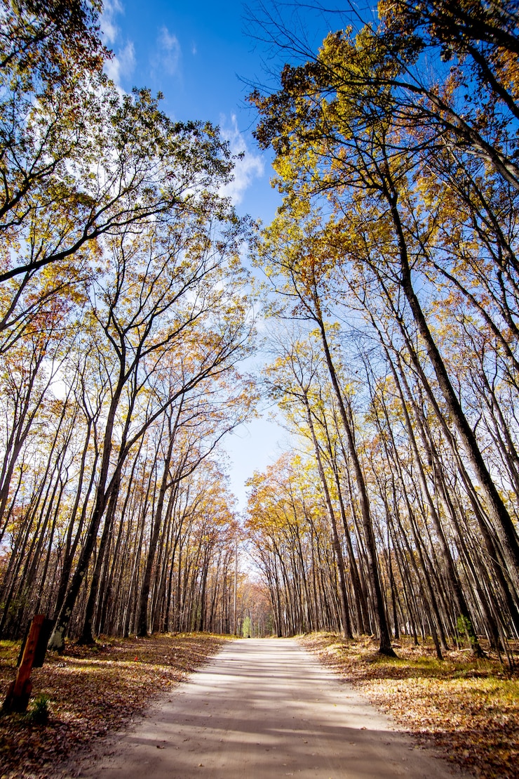 Photo gratuit sentier au milieu de grands arbres avec un ciel bleu
