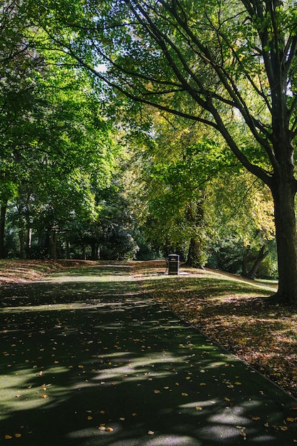 sentier au milieu des grands arbres d'une forêt