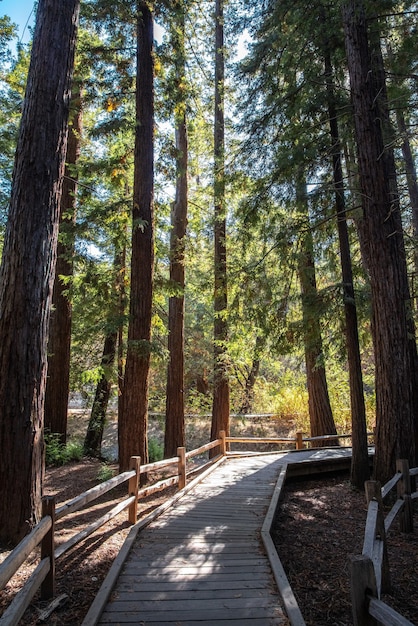Sentier en bois brun entre les arbres verts pendant la journée