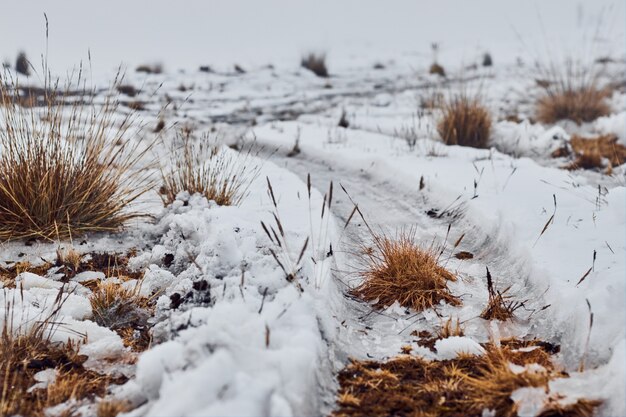 Sentier couvert de neige et d'herbe sèche en hiver