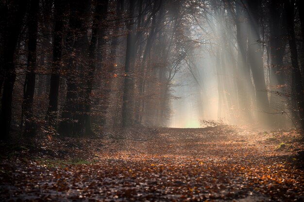 Sentier dans une forêt couverte de feuilles entourée d'arbres sous la lumière du soleil en automne