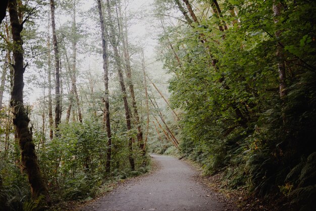 Sentier dans une forêt entourée d'arbres et de buissons sous la lumière du soleil