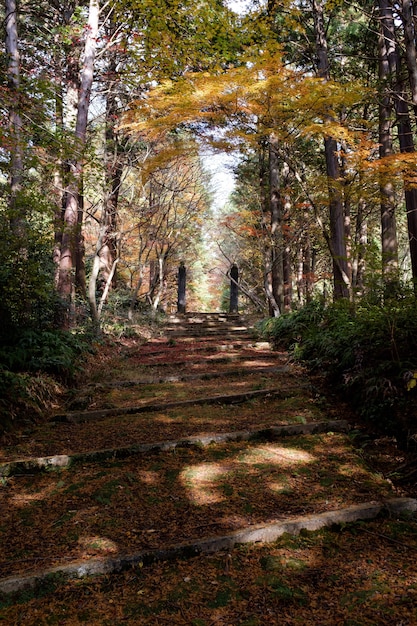 Sentier dans une forêt entourée d'arbres couverts de feuilles colorées à l'automne