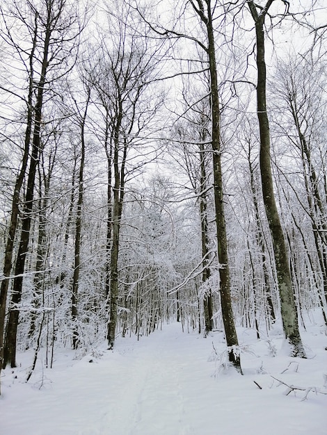 Sentier dans une forêt entourée d'arbres couverts de neige à Larvik en Norvège