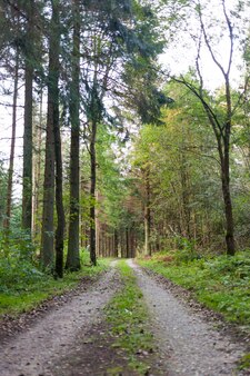 Un sentier dans la grande forêt verte
