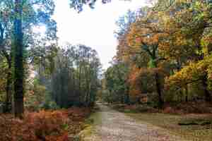 Photo gratuite sentier étroit près de beaucoup d'arbres dans la new forest près de brockenhurst, royaume-uni