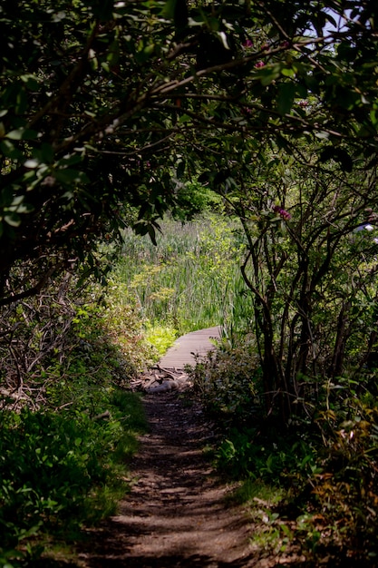 Sentier étroit traversant une forêt avec de grands arbres des deux côtés