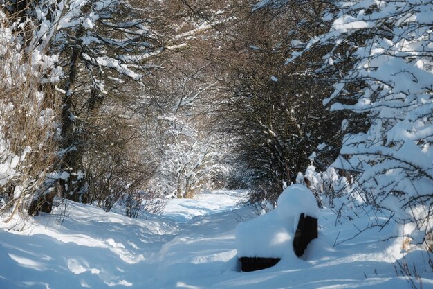 Sentier d'hiver et banc entouré d'arbres enneigés dans le parc west lothian scotland united king...