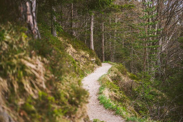 Un sentier de randonnée dans les Alpes bavaroises au printemps