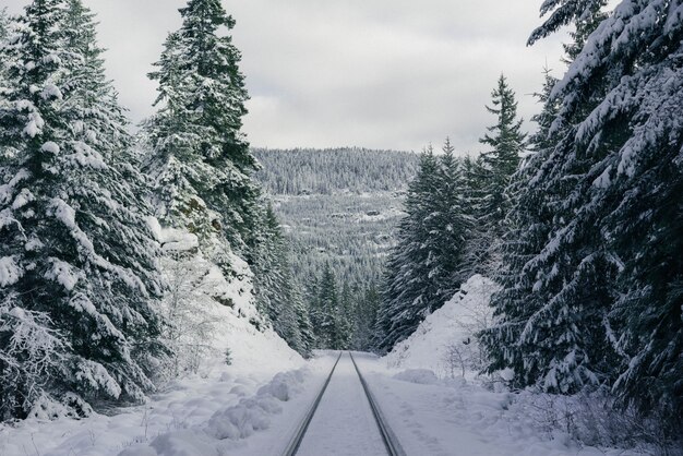 Sentiers de ski sur une colline enneigée abrupte dans la forêt