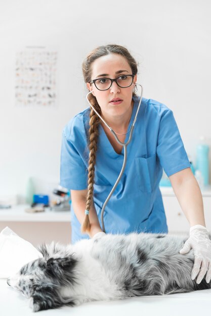 Sérieux vétérinaire femme vérifiant chien avec stéthoscope allongé sur une table