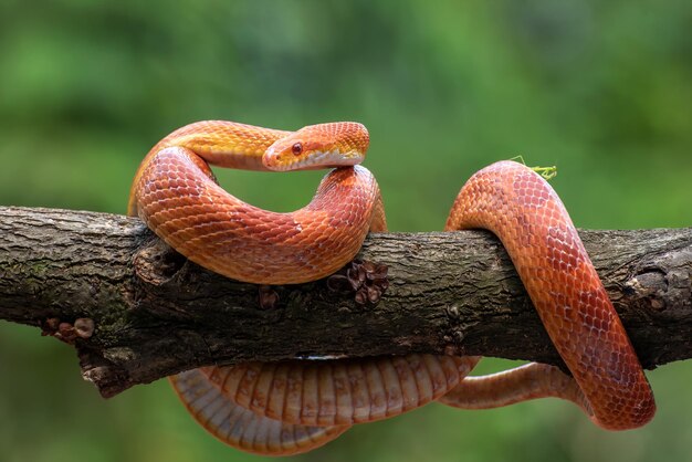 Serpent des blés rouge sur la branche gros plan serpent gros plan serpent