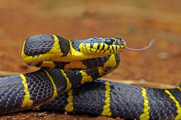 Serpent Boiga dendrophila tête annelée jaune de Boiga dendrophila attaque animale gros plan animal