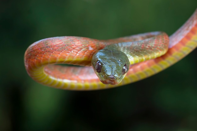 Serpent Boiga rouge gros plan Boiga