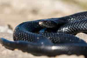 Photo gratuite serpent fouet de l'ouest noir, hierophis viridiflavus, se prélassant au soleil sur une falaise rocheuse à malte