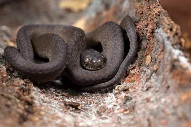 Serpent mangeur de limaces enroulé autour d'un tronc d'arbre