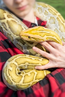 Le serpent molurus python albinos est un grand python non venimeux c'est souvent un animal de compagnie