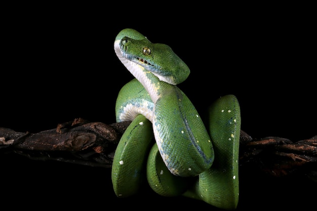 Images de Serpent Python Cinema – Téléchargement gratuit sur Freepik