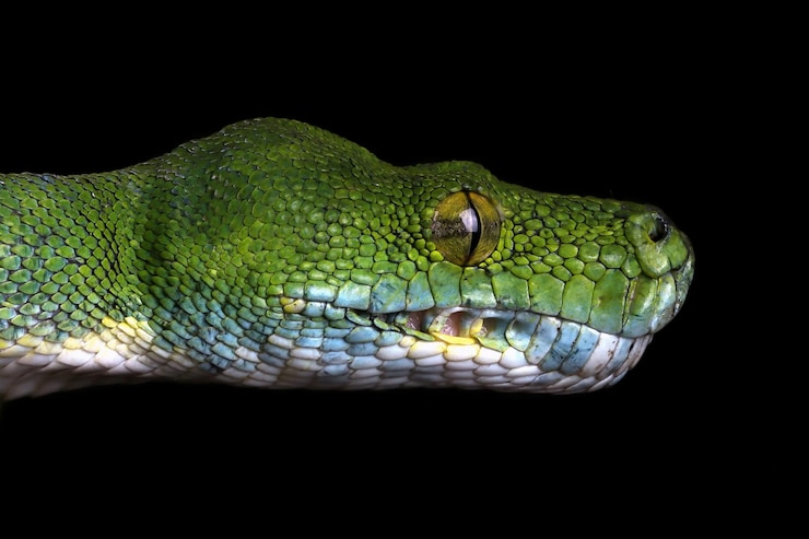 Photo gratuit un serpent python vert sur une branche prêt à attaquer.