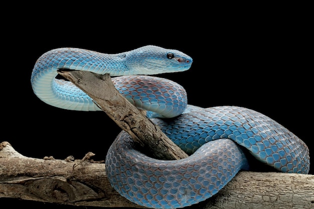 Photo gratuite serpent vipère bleu sur branche serpent vipère bleu insularis