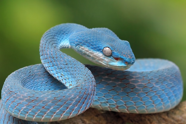 Serpent vipère bleu sur branche serpent vipère bleu insularis