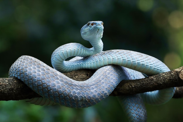 Serpent vipère bleu sur branche serpent vipère prêt à attaquer gros plan animal insularis bleu