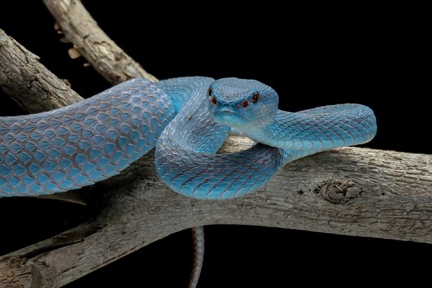 Serpent vipère bleu gros plan visage tête de serpent vipère bleu insularis Trimeresurus insularis